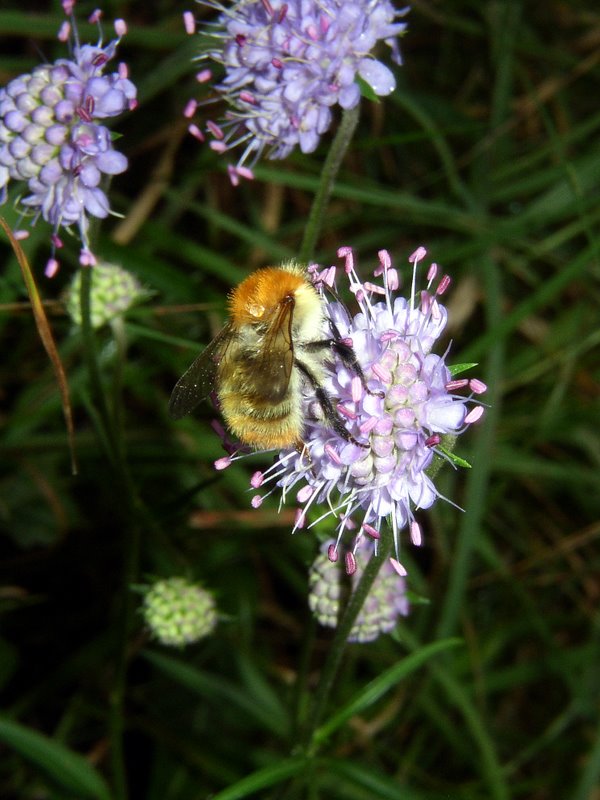 2011 09 04 Sortie Myco Croix Pater 09